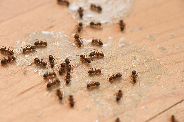  Paterson, NJ Pest Control Pros