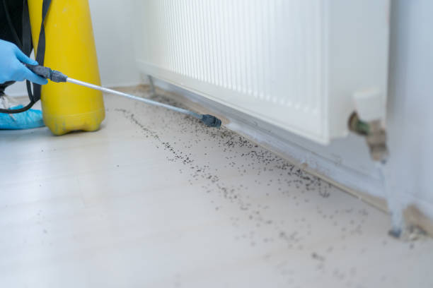 Wasp Removal Services in Paterson, NJ